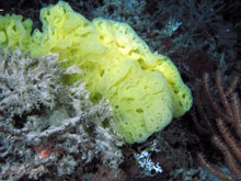 Figure 1: A hexactinellid sponge.