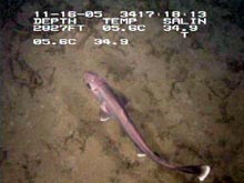 Figure 4. Small shark moving through the coral mounds.