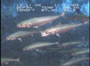 On the subsequent submersible dive in this same area, a large school of mackerel was observed.