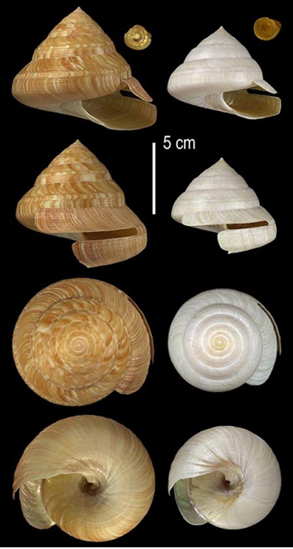 Figure 4. Two specimens of the Charleston Slit Shell, Perotrochus charlestonensis.