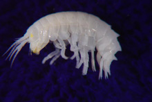 new species of a commensal amphipod