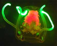 Small planktonic jellyfish with bright green-fluorescent tentacles.