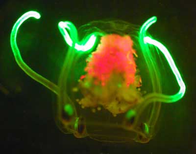 http://oceanexplorer.noaa.gov/explorations/05deepscope/background/fluorescence/media/jellyfish_400.jpg