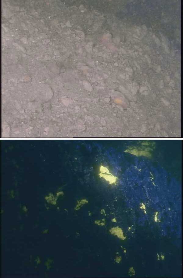 Appearance of methane hydrates on the sea floor in the white light and through fluorescent optics