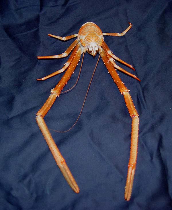Fig 1: Galatheid crab