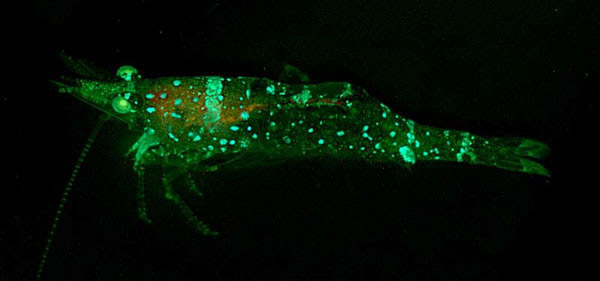 Unidentified sargassum shrimp bearing two colors of fluorescent patches