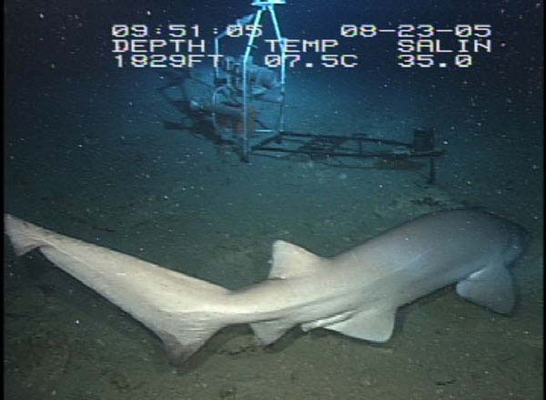 Six-gill shark swimming in for an inspection of the Eye-in-the-Sea.