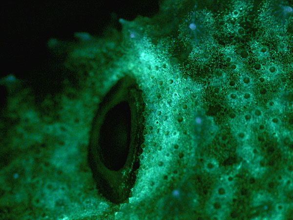 Green fluorescing eyebrow of a 5 cm. frogfish collected at 1,800 ft. deep.