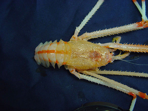 Galatheid crab with UV sensitivity.  Tentatively identified as Gastroptychus sp