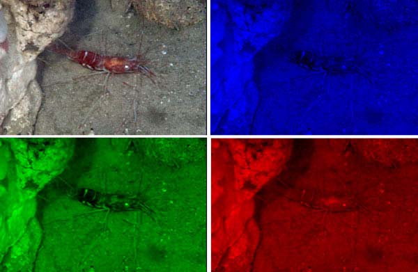 Deep-sea shrimp. Upper left hand panel shows full color image. The other three panels show how the shrimp appears under blue, green, and red light.