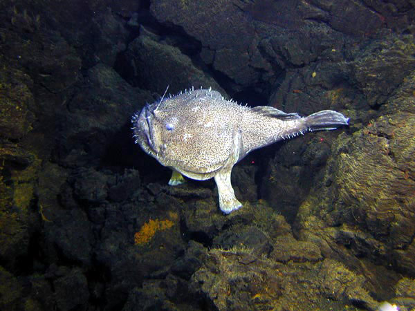 Anglerfish Real