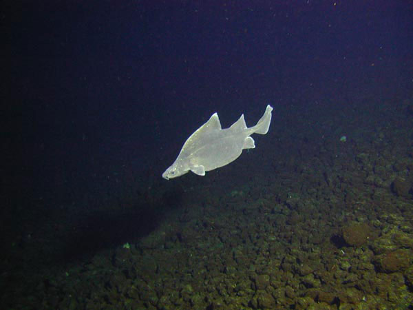 A deepsea shark called a prickly dogfish swims by Pisces V at Rumble V volcano.