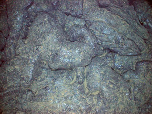 View a slide show of some of the Galapagos Rift marine life collected by scientist diving in the Alvin submersible. 
Submarine eruptions at mid-ocean ridges produce fresh lava flows like these "pillow" lavas, which form as lava slowly oozes out of a fissure
