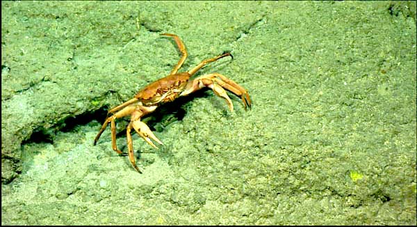 Atlantic Crab