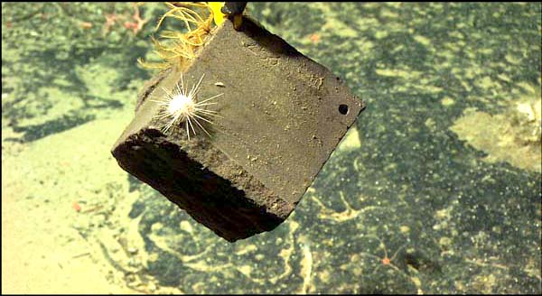 Several animals are visible on this block, including a white sea urchin, a few feather stars attached near the rope handle and a tiny white snail crawling near the urchin.