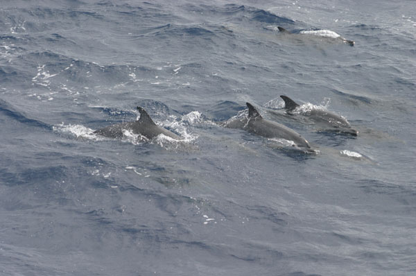 A pod of dolphins swimming toward the bow of the Ronald H. Brown in the early morning of August 8. 