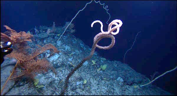 Tall, whip-like Lepidisis bamboo corals with pigtail coils and a rust-colored black coral