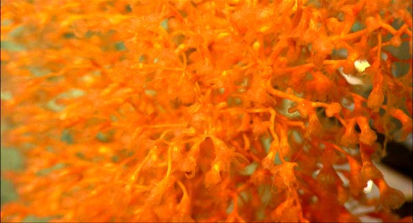 Bamboo coral - Acanella eburnea. Image Courtesy of the Deep Atlantic Stepping Stones Science Party, IFE, URI-IAO, and NOAA.