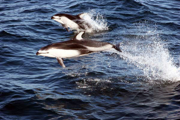 Pictures Of Dolphins In The Ocean. Pacific white-sided dolphin