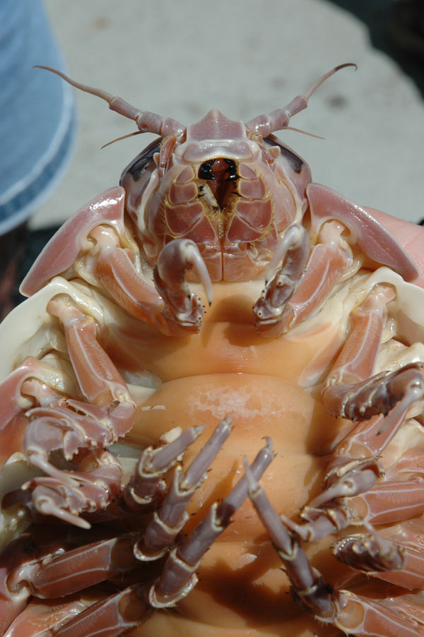 This giant isopod is a representative of one of approximately nine species of large isopods (crustaceans related to shrimps and crabs) in the genus Bathynomus.