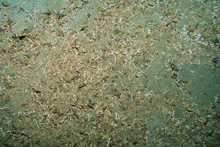 Coral debris at a cold seep site