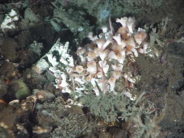 Lophelia pertusa colony individuals with their tentacles extended.