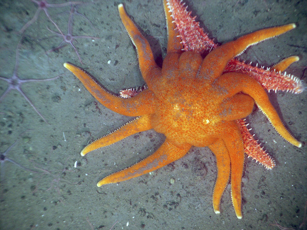 Sea Star Eating