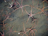 The brittle stars, Ophiura sarsi, often carpet the seafloor of OCNMS.