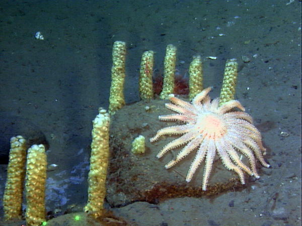 The sunflower star Pycnopodia helianthoides, is shown with whelkegg cases