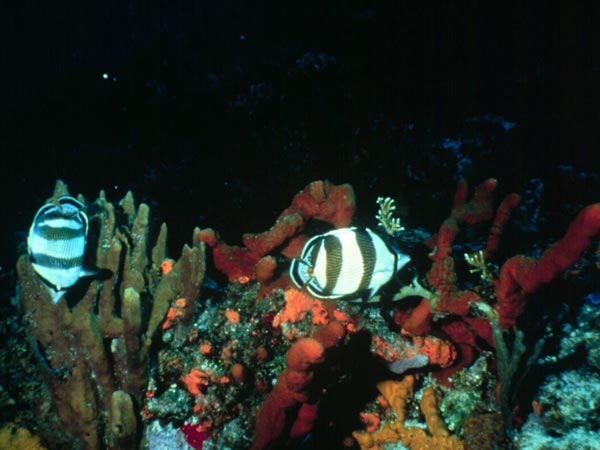 sponges in ocean. NOAA Ocean Explorer Gallery