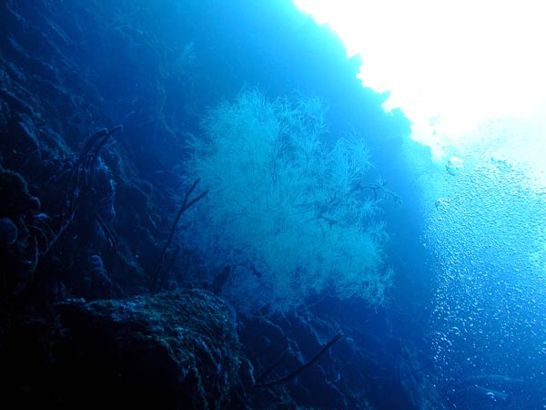 The precious black corals are also common on the wall faces, rarely above 150 ft depth due to prior harvesting for the jewelry trade.