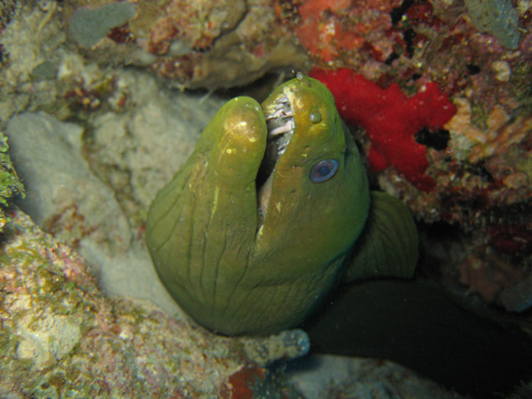 Moray eel peering out from its coral home