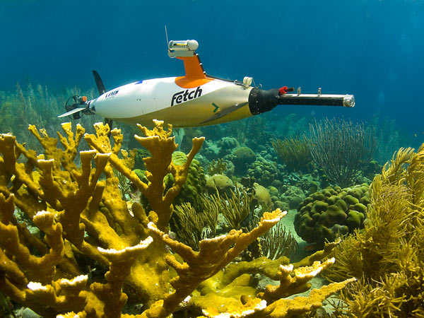 Populations of elkhorn coral were seriously affected by recent hurricanes that have passed close to Bonaire.