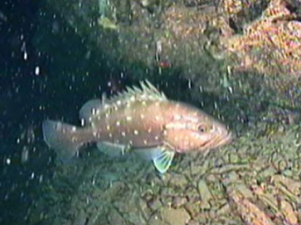 Deep-water reef communities form important feeding and spawning habitat for large predators such as snowy grouper. 