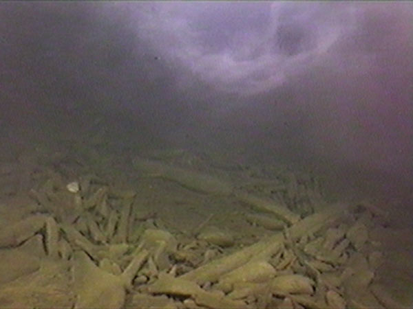 ROV-video still images of Isolated Sinkhole conspicuous benthic white and dark mats and a 1-2 m thick nepheloid-like plume layer prevailing just over the lake floor.