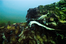 The scientists report that some deep sinkholes act as catch basins for dead and decaying plant and animal matter and collect a gelatinous, black sludge often topped by a bacterial film.