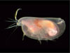 Ostracods are small, bivalve crustaceans that can inhabit underwater caves. 