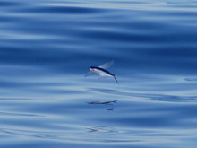 Flying fish are a common sight in the waters just outside Bermudas protective reef.