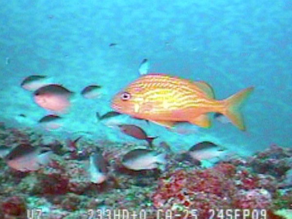 Colorful reef fish seen through the ROV's camera during a dive to explore for caves.  