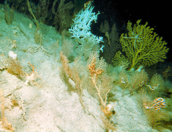 A grove of unidentified sea fans with resident brittle stars.