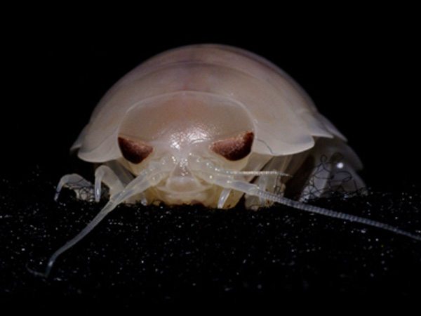 Deep-sea isopod (juvenile Bathynomus giganteus).