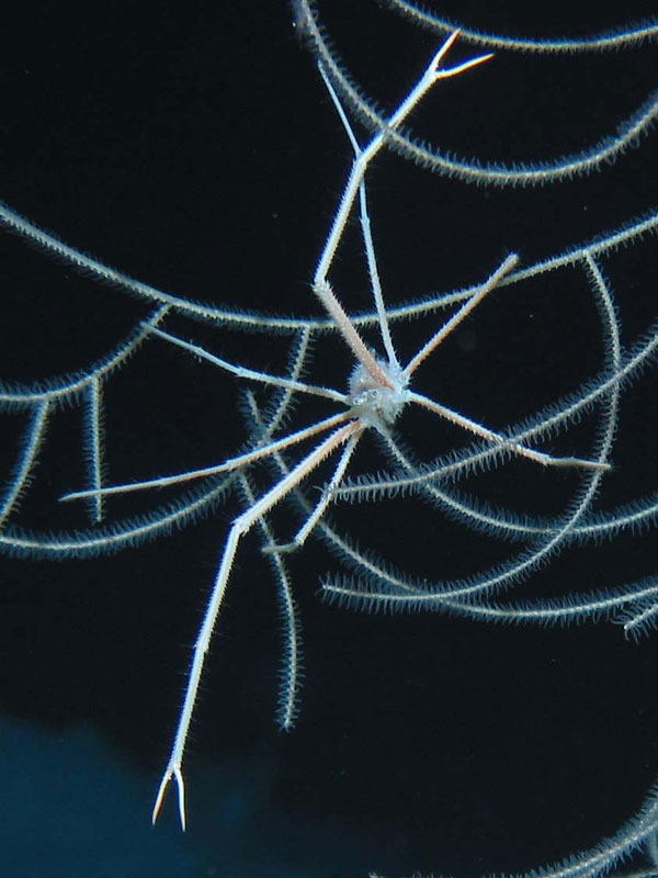 Squat Lobster, Gastroptychus spinifer, on a sea whip.