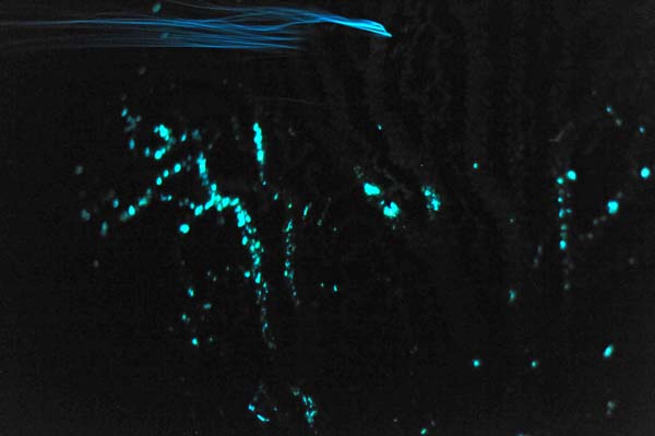 bioluminescent deep sea