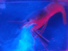 Caridean shrimp Parapandalus sp. enveloped in bioluminescent spew emitted during an escape response. Image taken in lab 