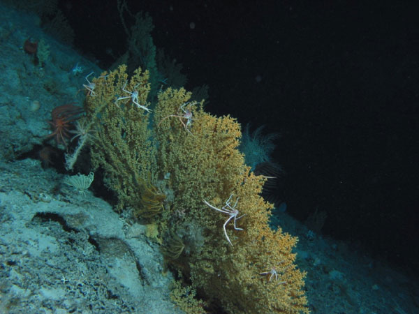 Gerardia corals.