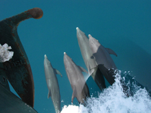dolphins off bow
