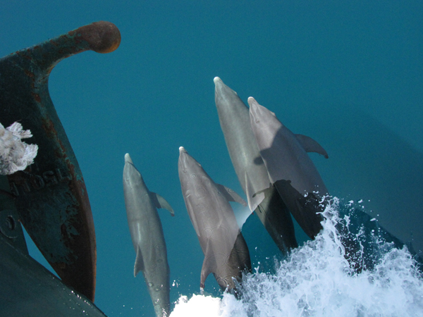 Dolphins off of the bow