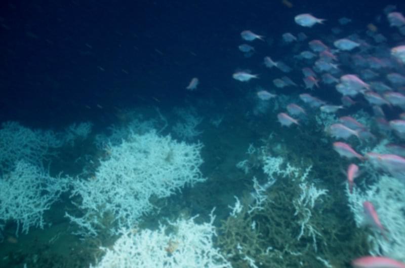 A L. pertusa reef with a school of Beryx splendens.