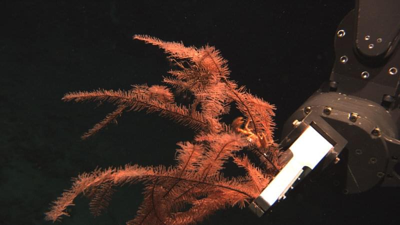 The Jason ROV’s robotic arm collects several stalks of black coral from the seafloor. Dannise Ruiz is currently studying three black coral populations on the second leg of the expedition.