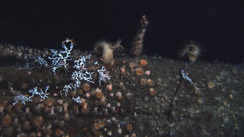 A section of hull covered in small clusters of Lophelia. The area is also inhabited by Venus flytrap anemones and Eumunida picta (a species of squat lobster).